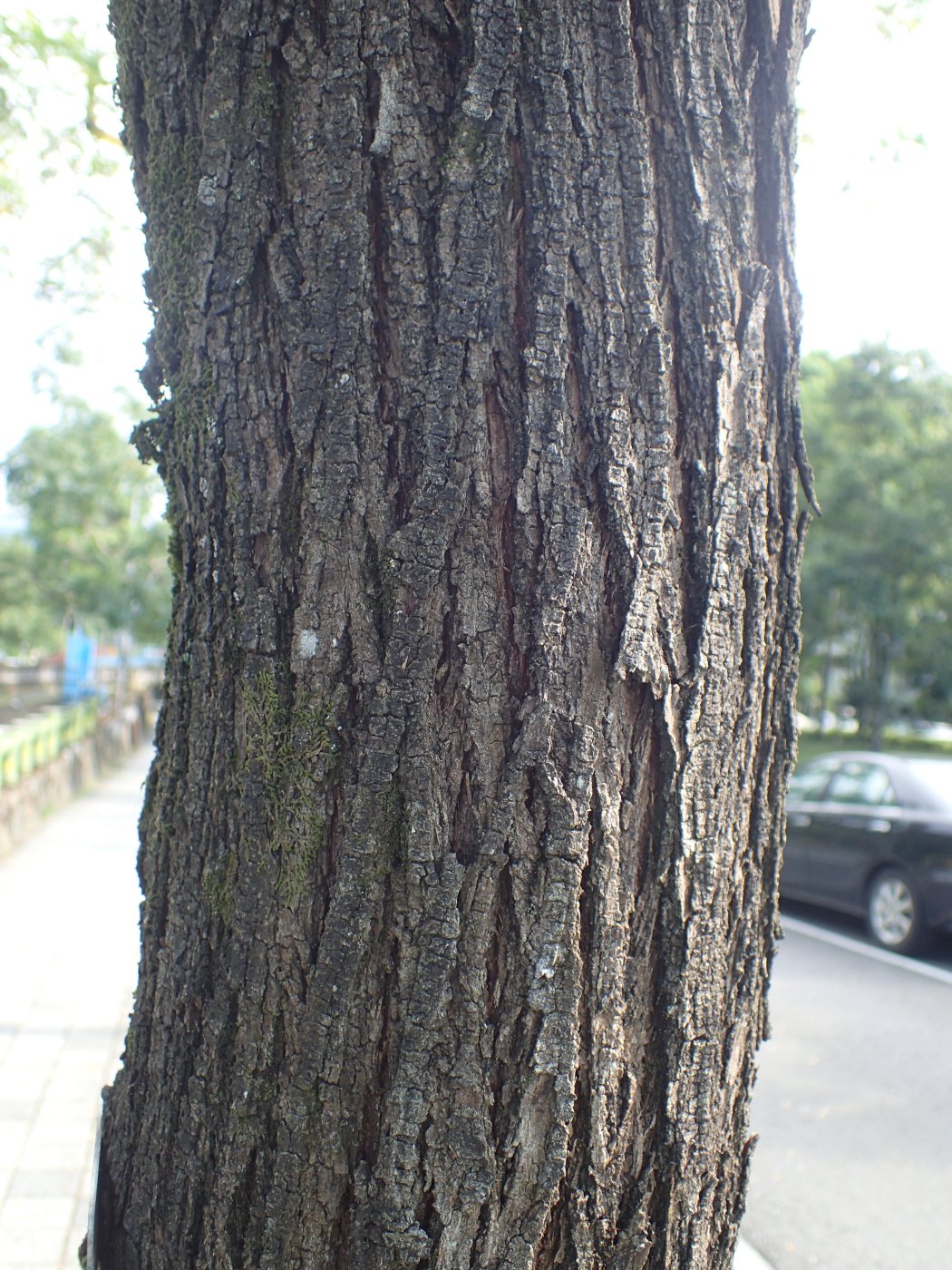 苦楝樹幹呈縱溝裂