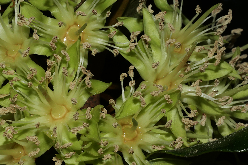 花蜜多而濃稠，雄蕊比花柱先成熟