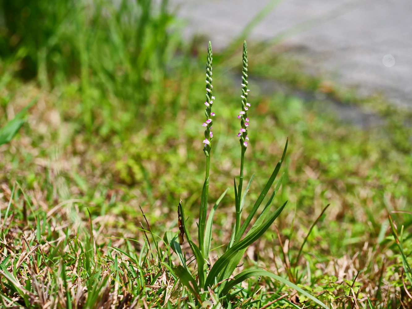 綬草