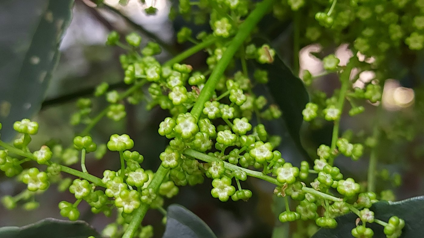 雄花序