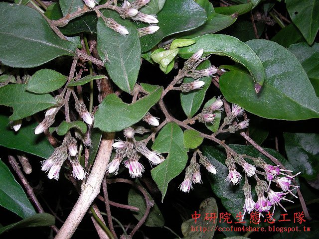 過山龍-攀緣性的木質草本(亞灌木)，屬蔓性植物，攀緣性延展性廣