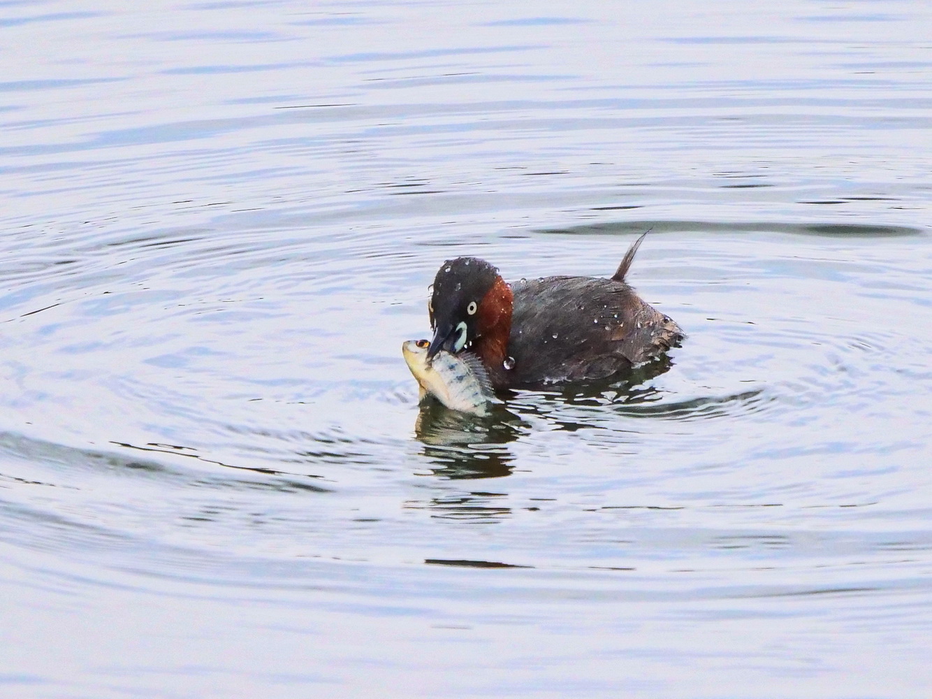 小鸊鷈獵魚容易,吞嚥卻大費周章