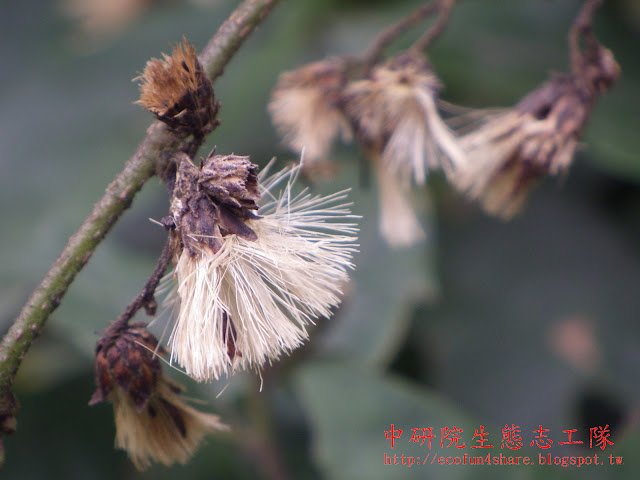 過山龍的瘦果期