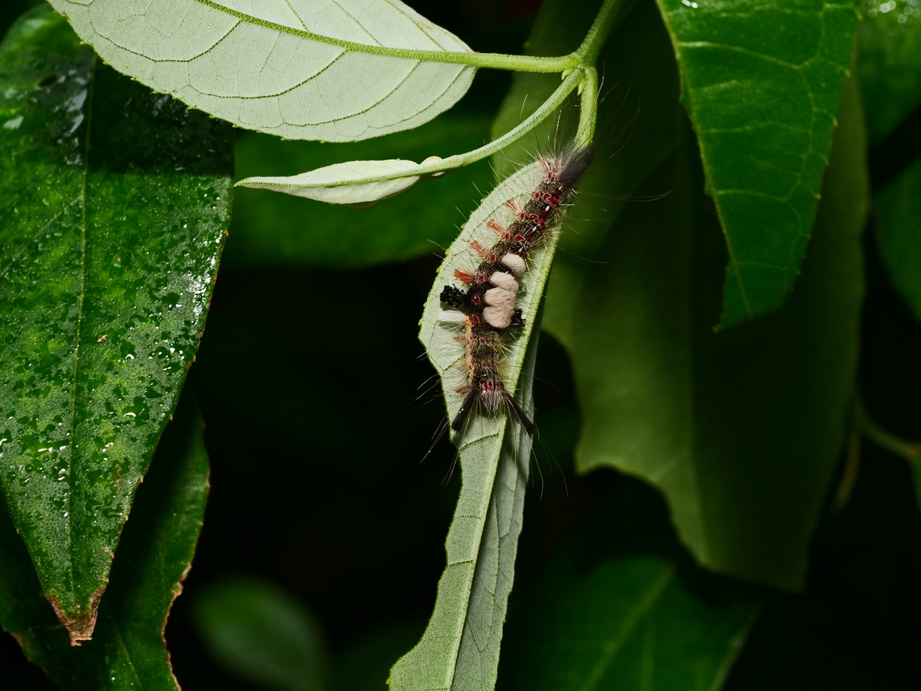 大葉溲疏上的基斑毒蛾幼蟲