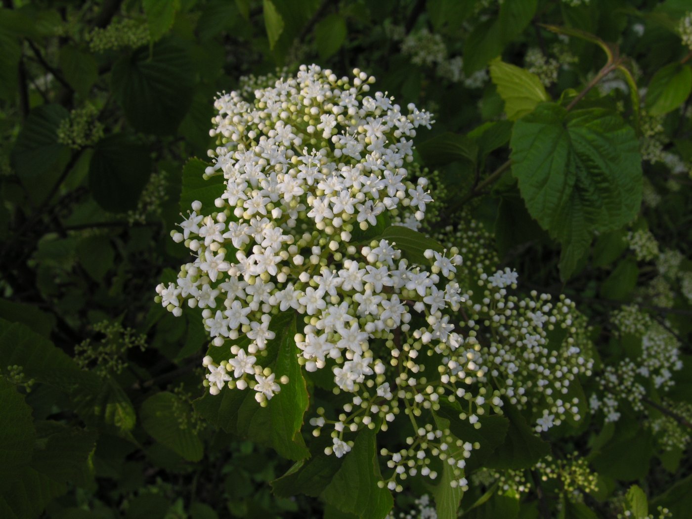 兩性花，複聚繖花序，頂生