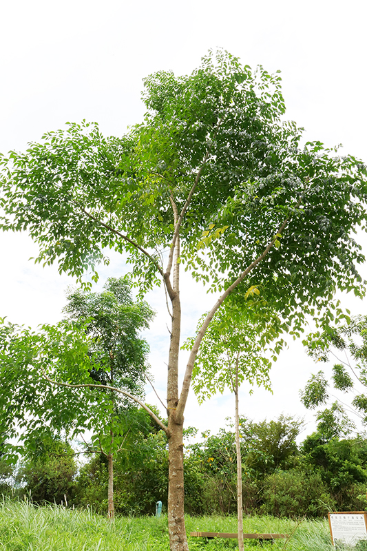 山菜豆