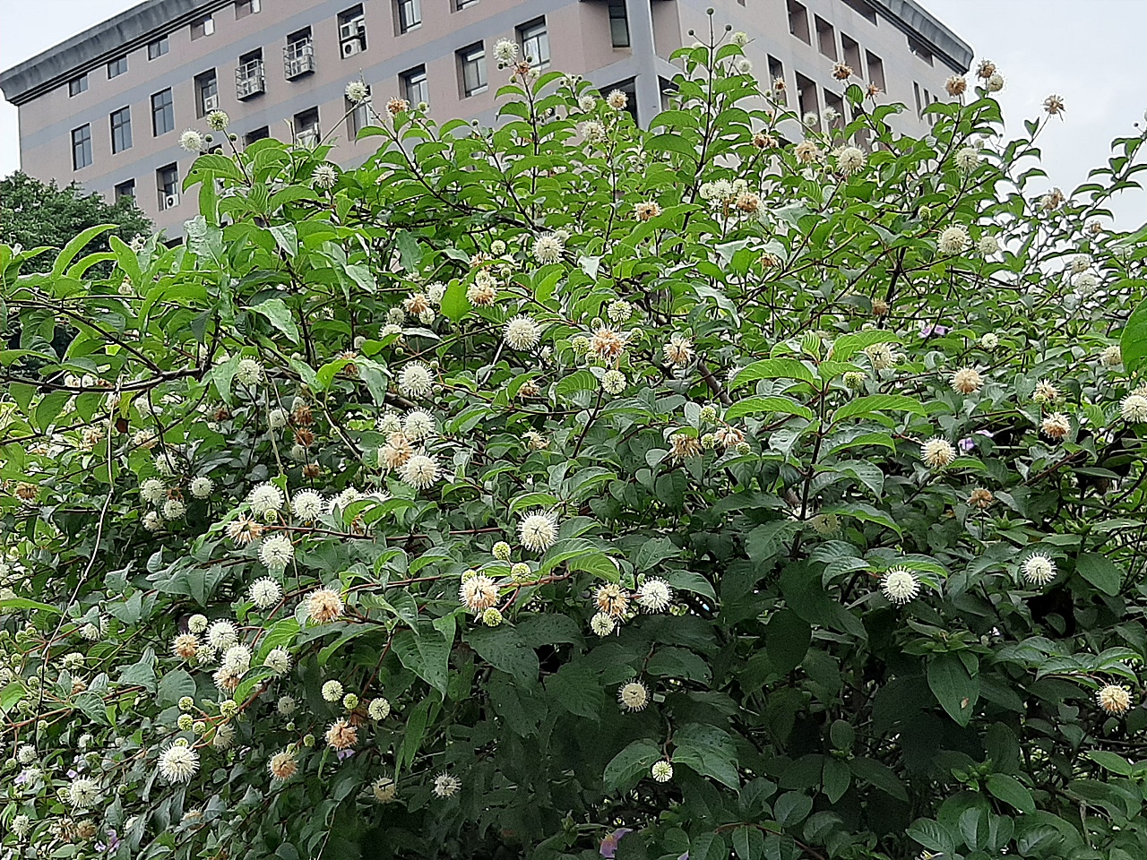 風箱樹是多年生落葉性的灌木至小喬木。