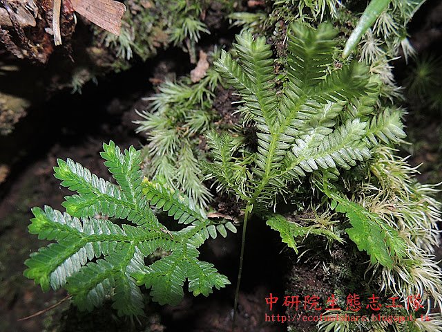 營養葉分側葉及中葉兩型-各有 2 行-葉尖具有芒刺