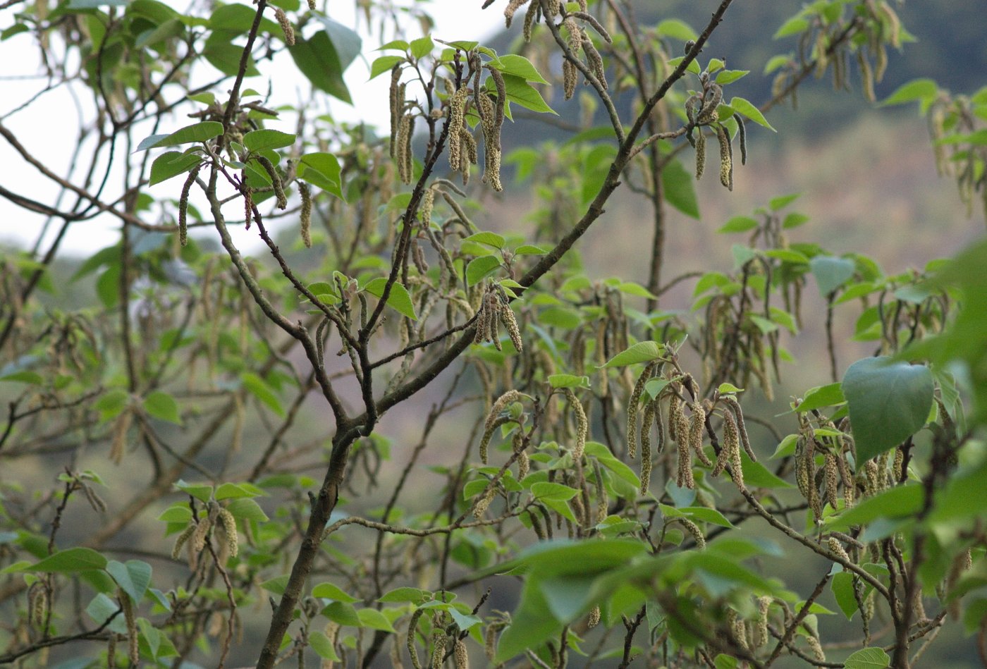 雄花序掛滿樹枝(陳慧君攝)