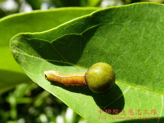 以蓮霧葉片為食草的-蓮霧赭夜蛾幼蟲，又名蓮霧大頭蟲，真是名實相符