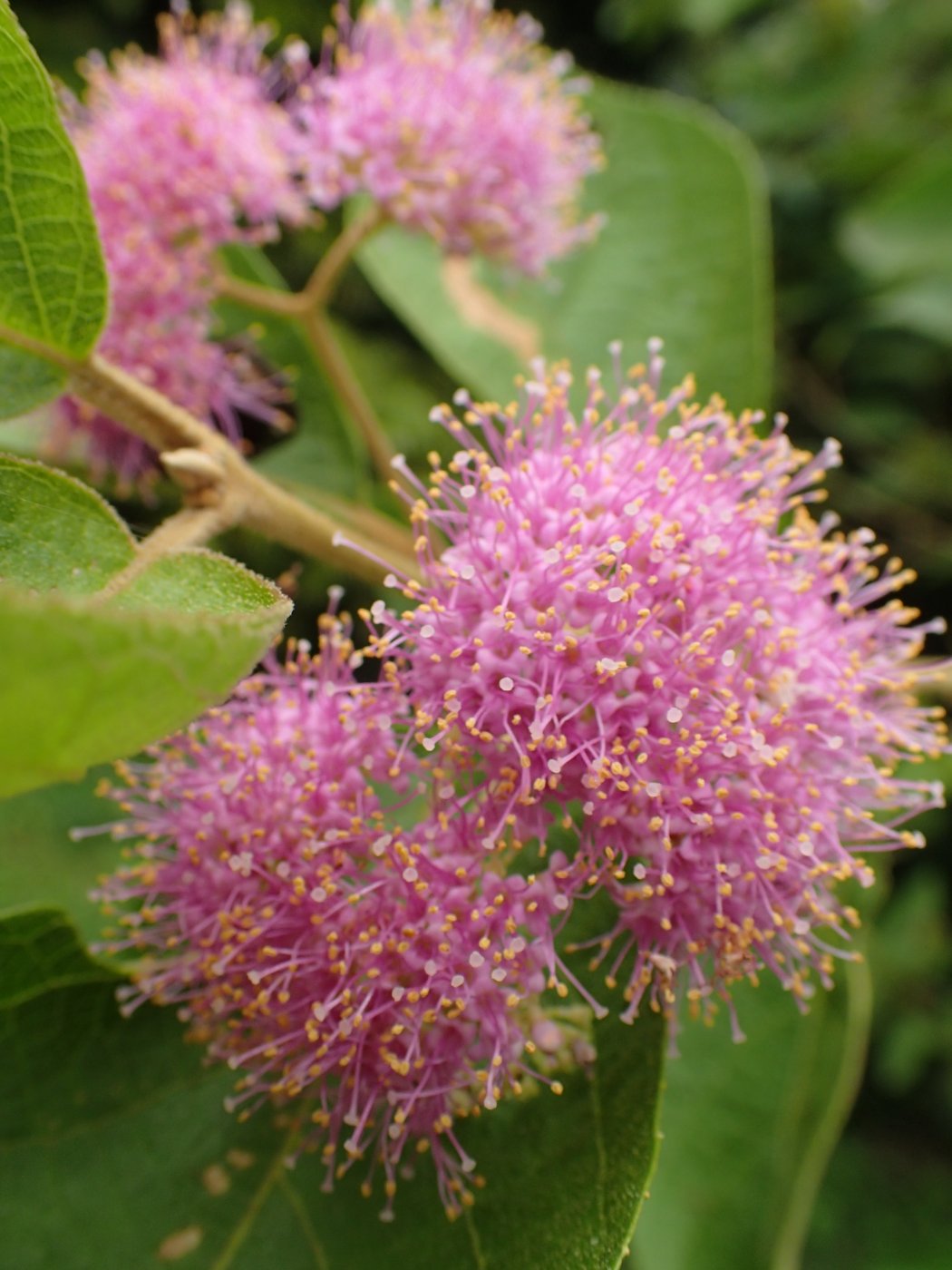 杜虹花開花