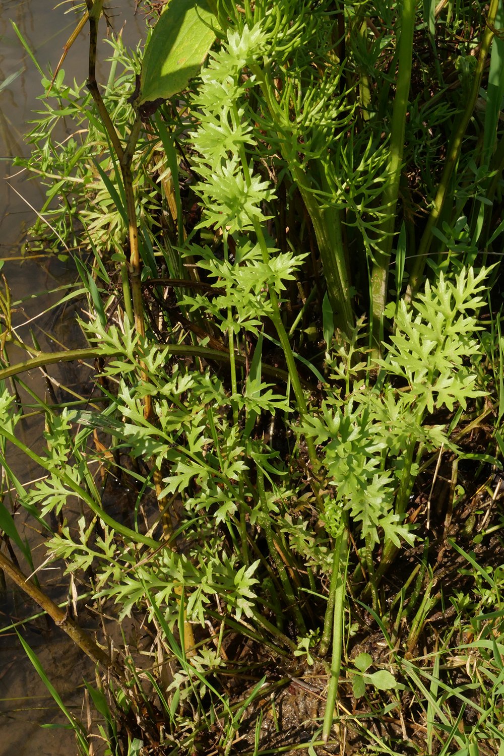 水蕨的營養葉