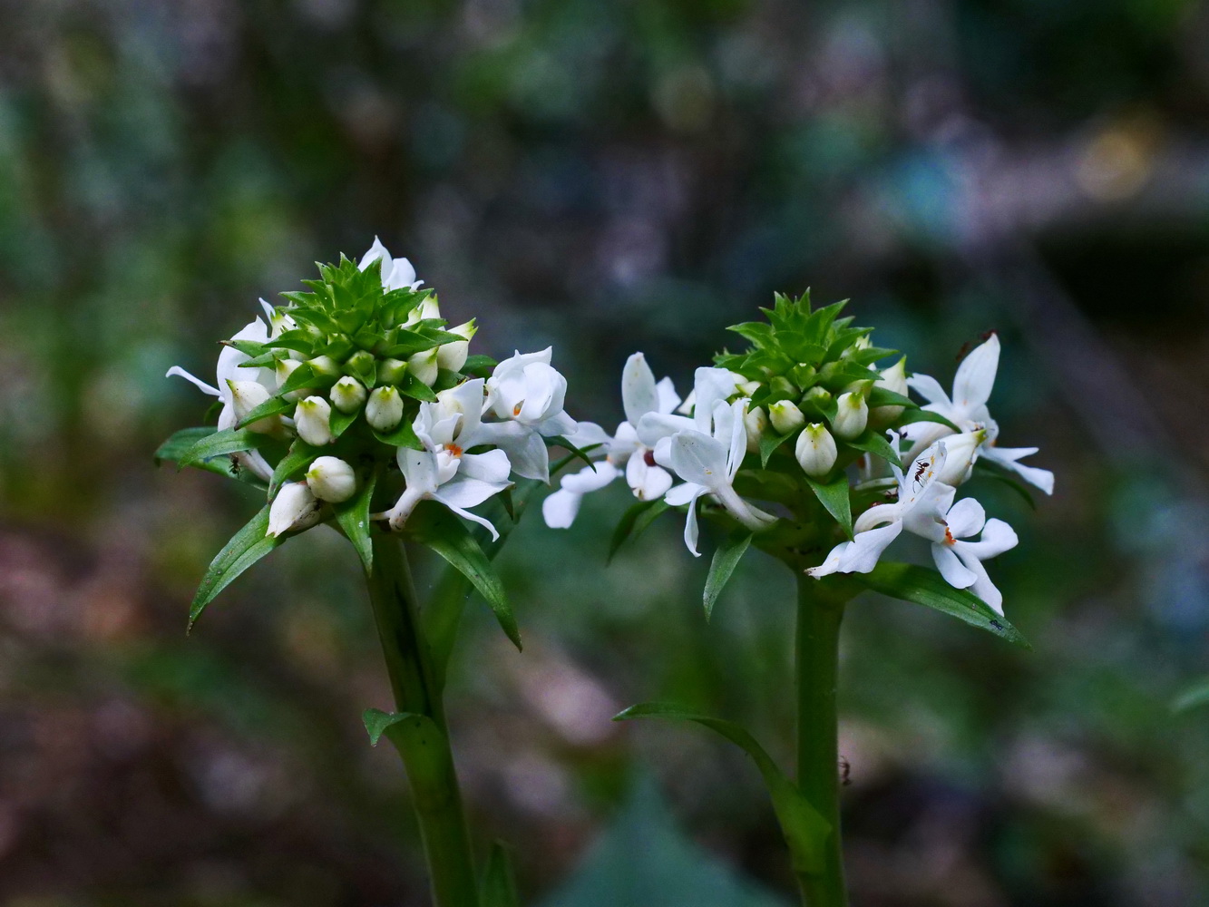 白鶴蘭花序