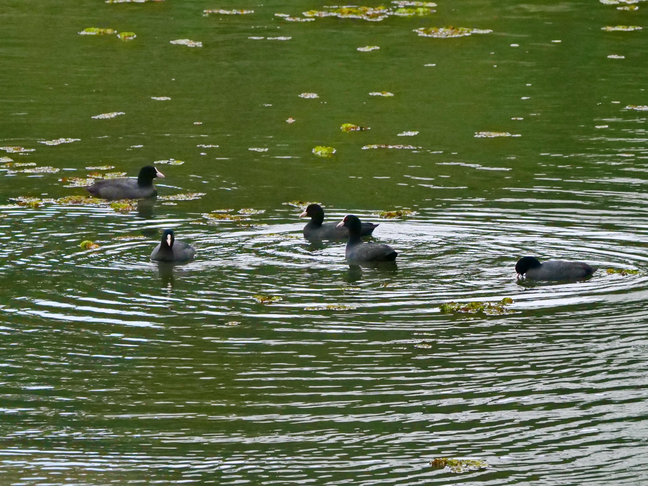 五隻白冠雞結伴遊湖