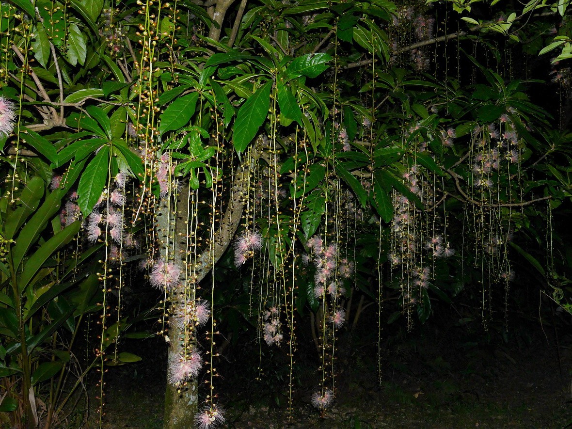 穗花棋盤腳夜間開花(蔡德輝攝)