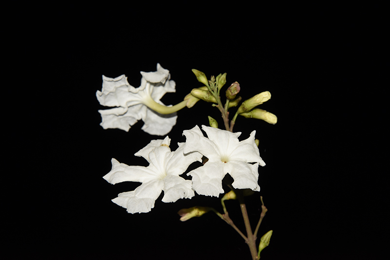 美葉菜豆樹的花冠開口較小