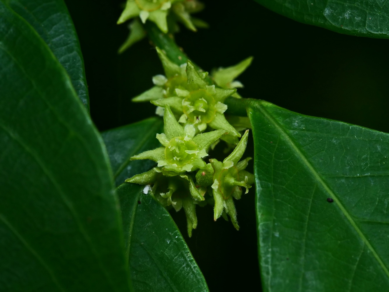 刺杜密雌花 (蔡德輝 攝)