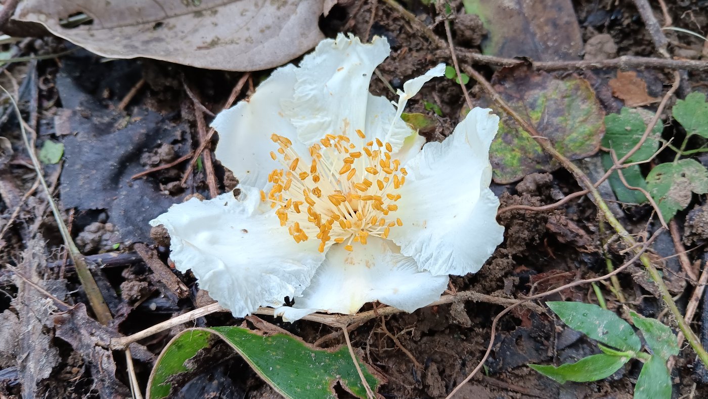 大頭茶花瓣5，瓣緣皺摺狀