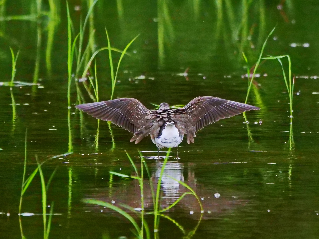 白腰草鷸展翅活動筋骨
