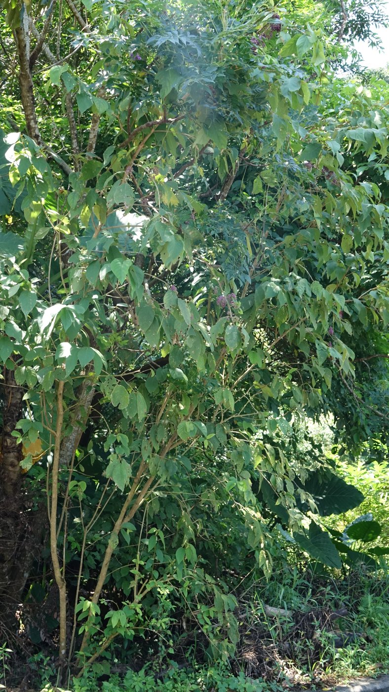 杜虹花植株
