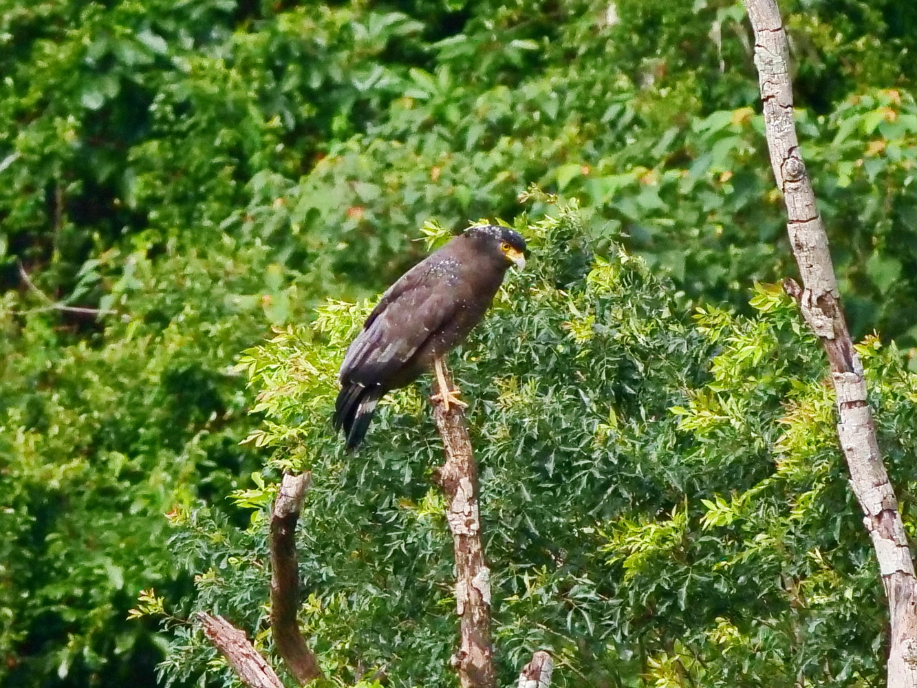 大冠鷲獨立於遠處山腰的枯木