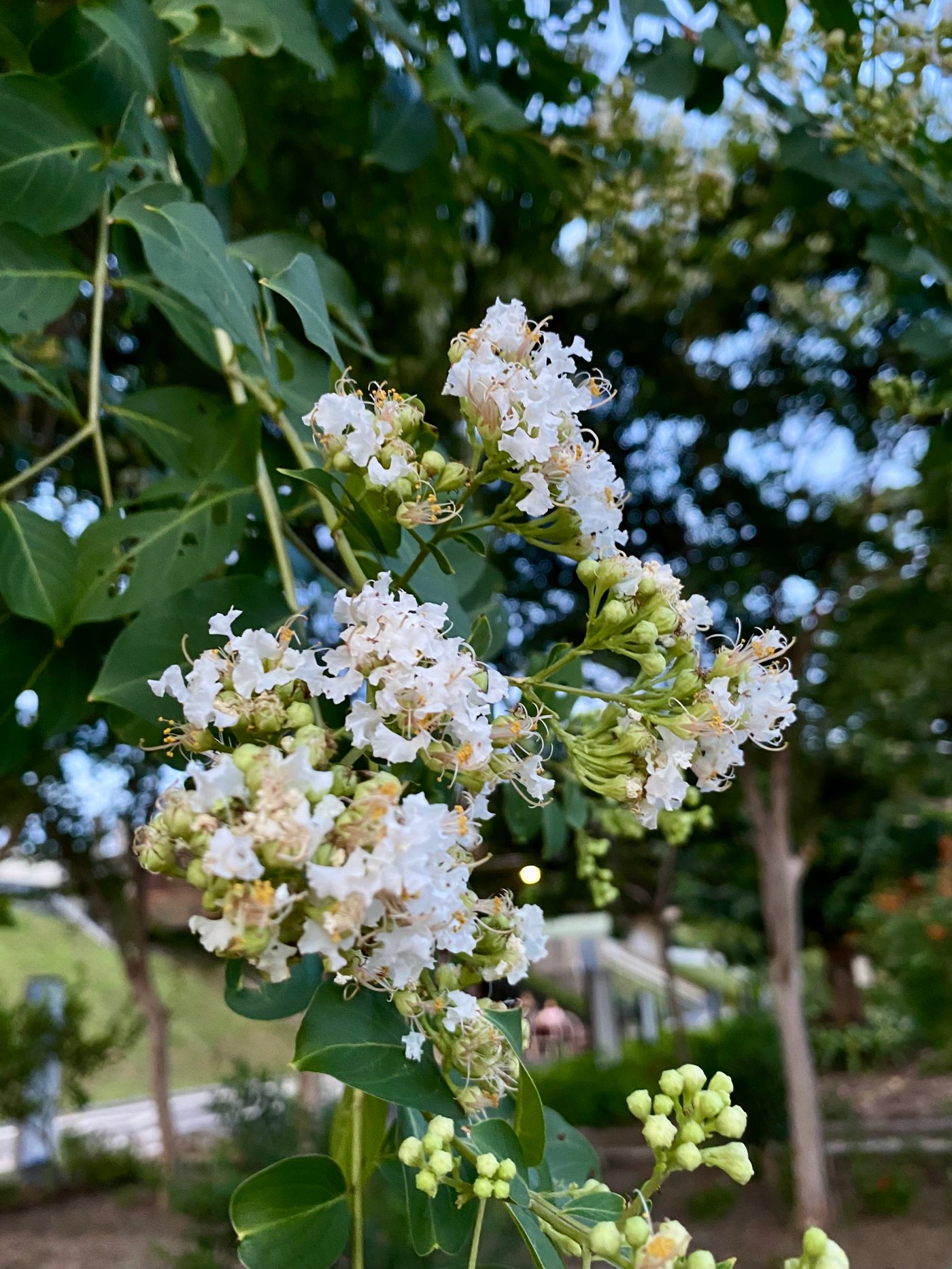 九芎花朵繁密