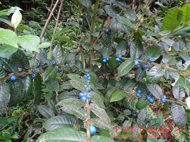 圓葉雞屎樹，臺灣全島低海拔闊葉樹林下都有它的蹤影