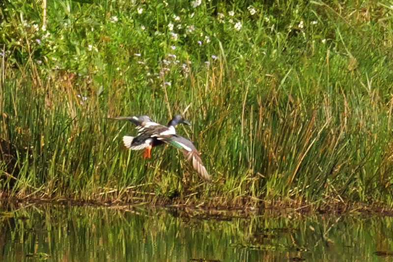 琵嘴鴨飛行露出綠色翼鏡