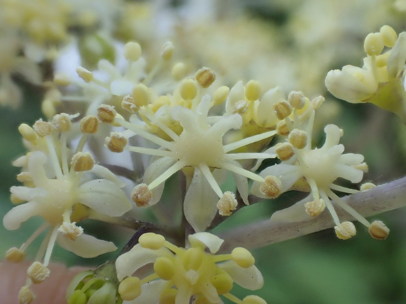 華八仙   花特寫