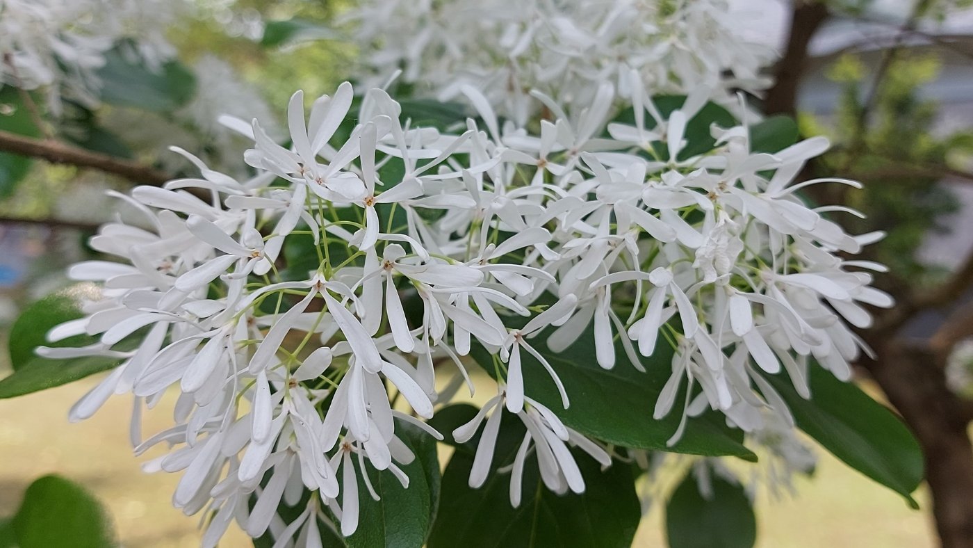 流蘇複聚繖花序頂生花多而密集。