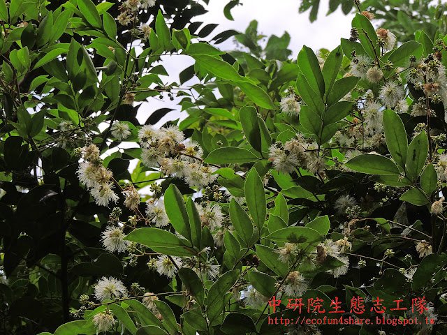 球形頭狀花序