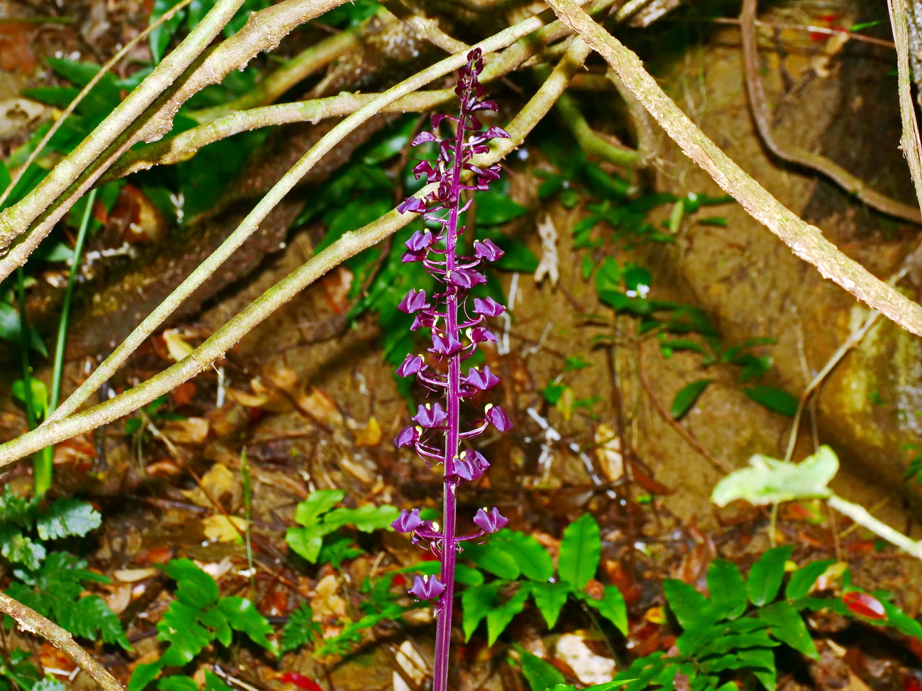 大花羊耳蒜(花序)