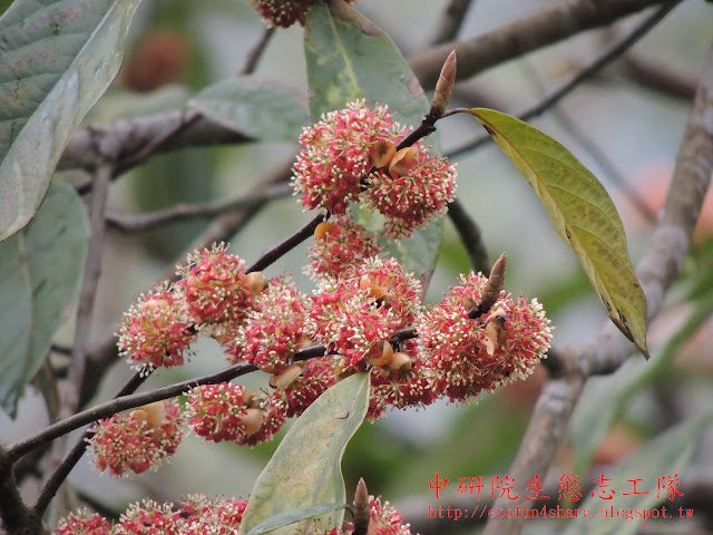 大葉釣樟-雄花有九枚完全雄蕊-花絲細長