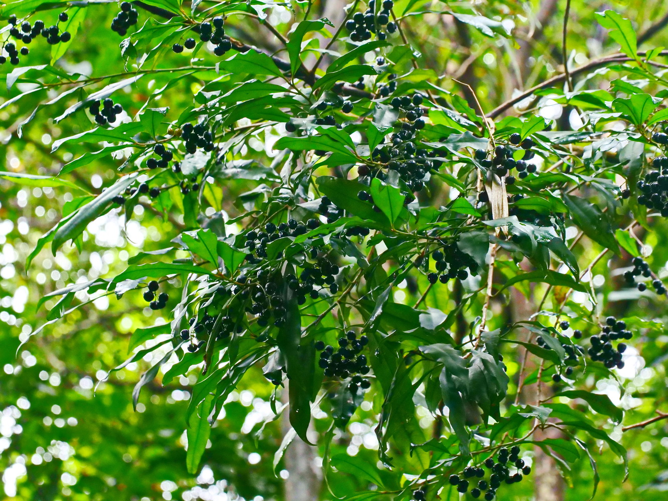 小葉樹杞結實纍纍