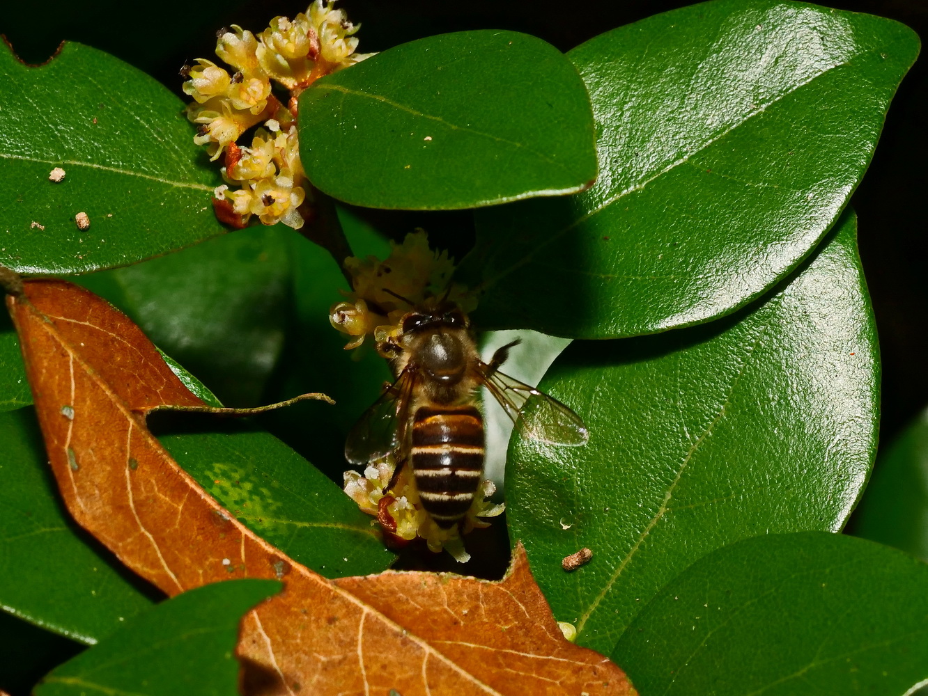 內苳子雌花和蜜蜂
