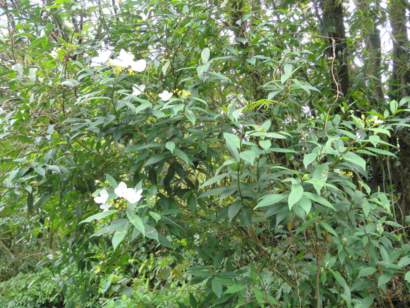華八仙