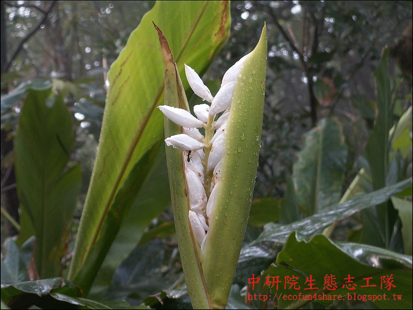 烏來月桃-總狀花序未開時有綠色苞片保護