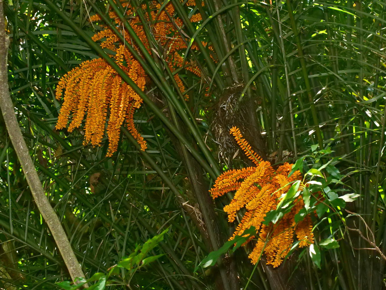 山棕雄花序(院區)