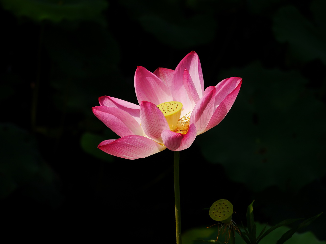 荷花花托黃色,頂部小孔是雌蕊柱頭