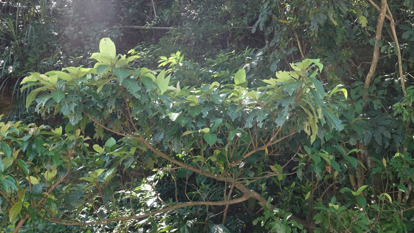 水冬瓜植株