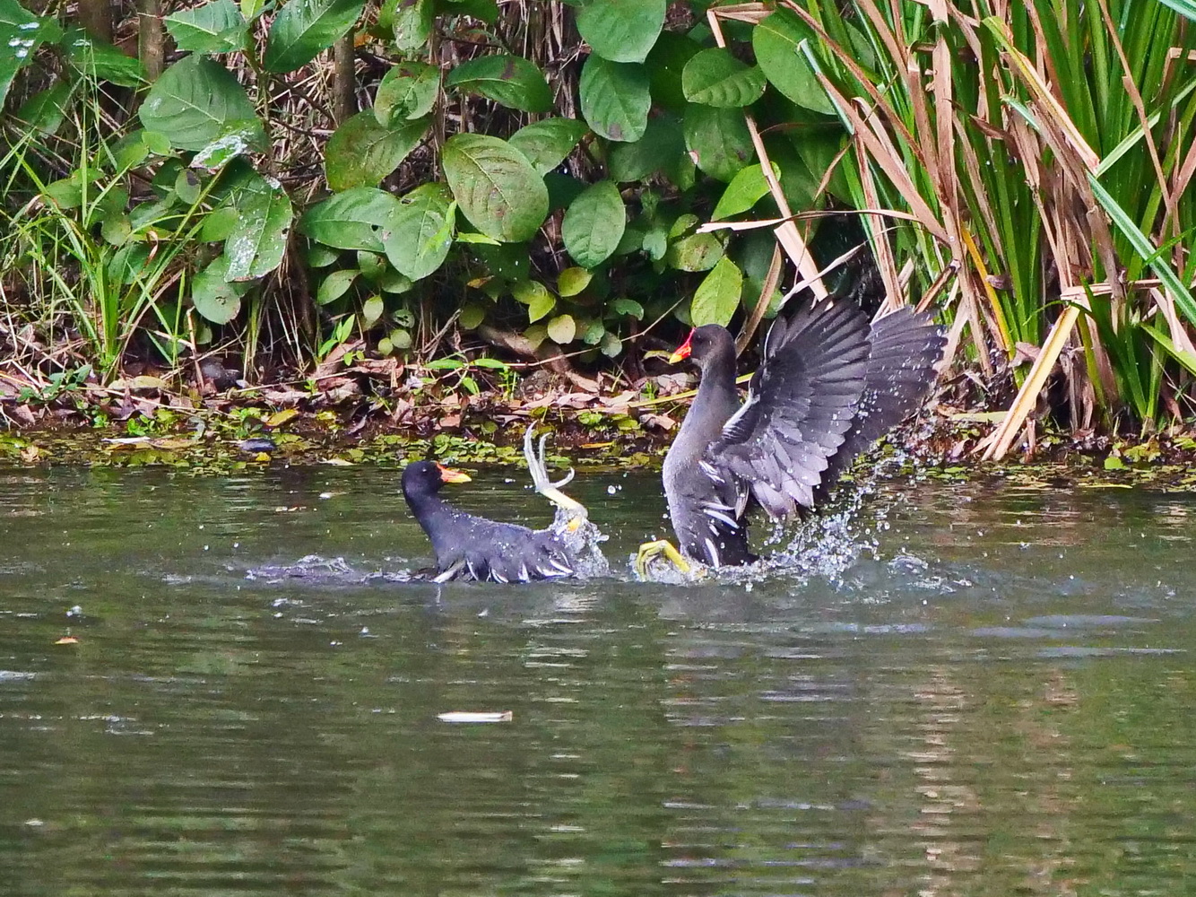 紅冠水雞水上激戰