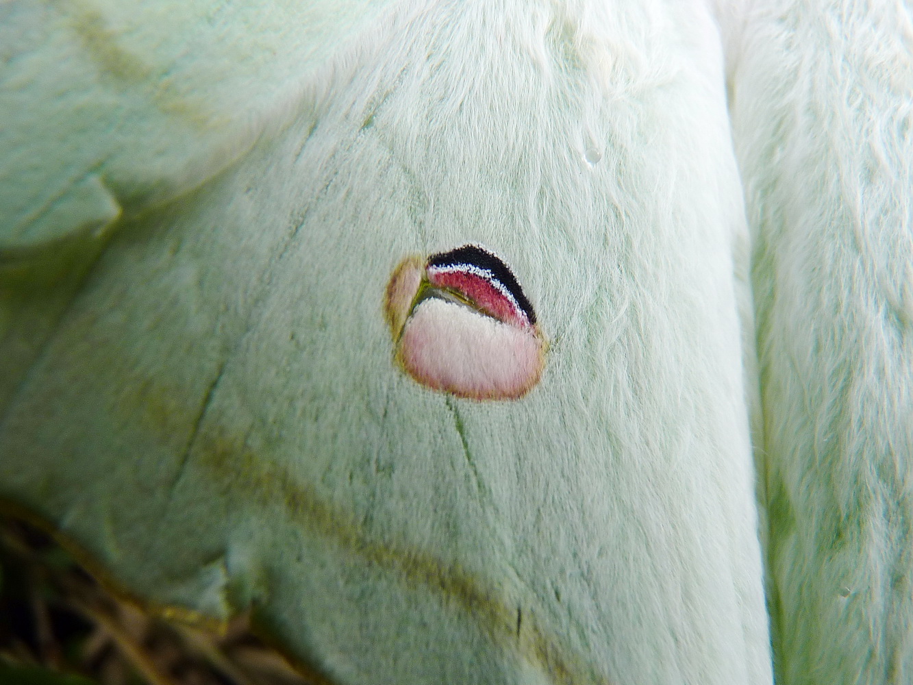 長尾水青蛾擬眼紋