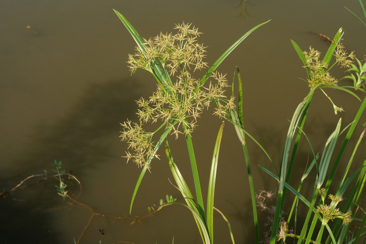 茳茳鹹草成熟花序,苞片長過花序。
