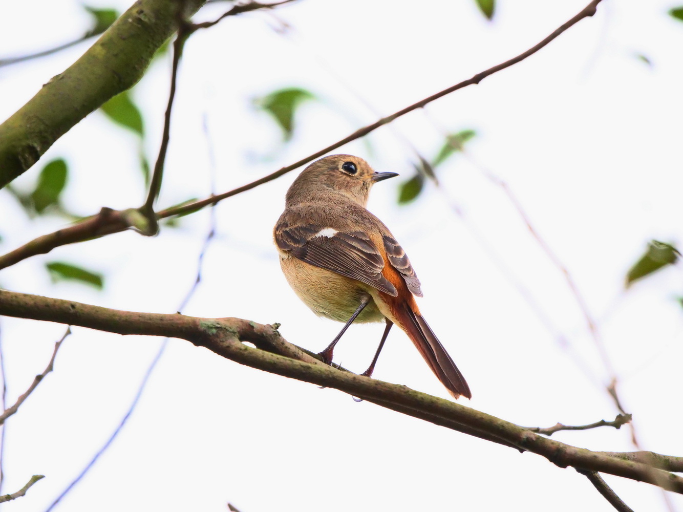 黃尾鴝枝頭窺探