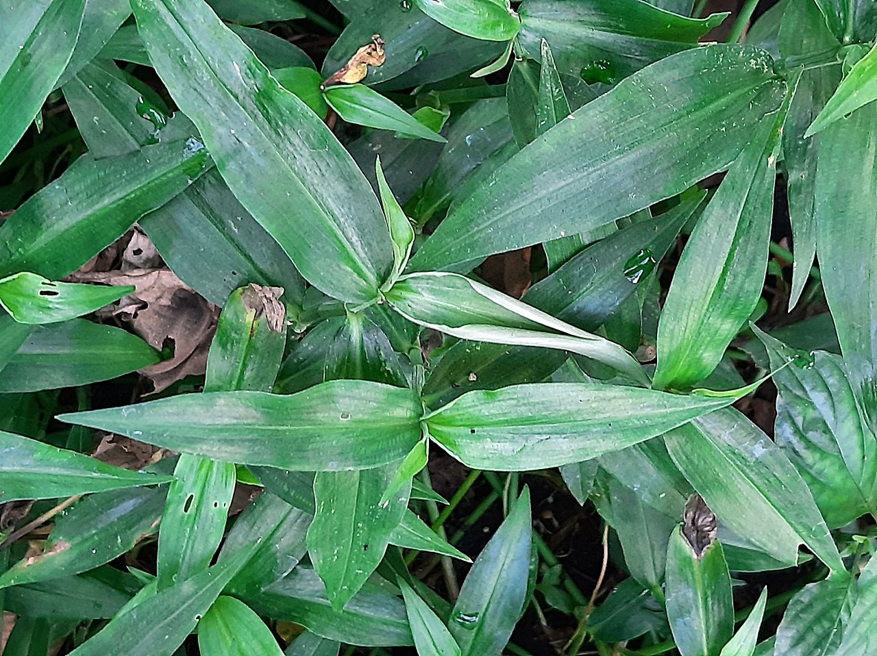 竹仔菜是多年生匍匐性草本植物，單葉互生。