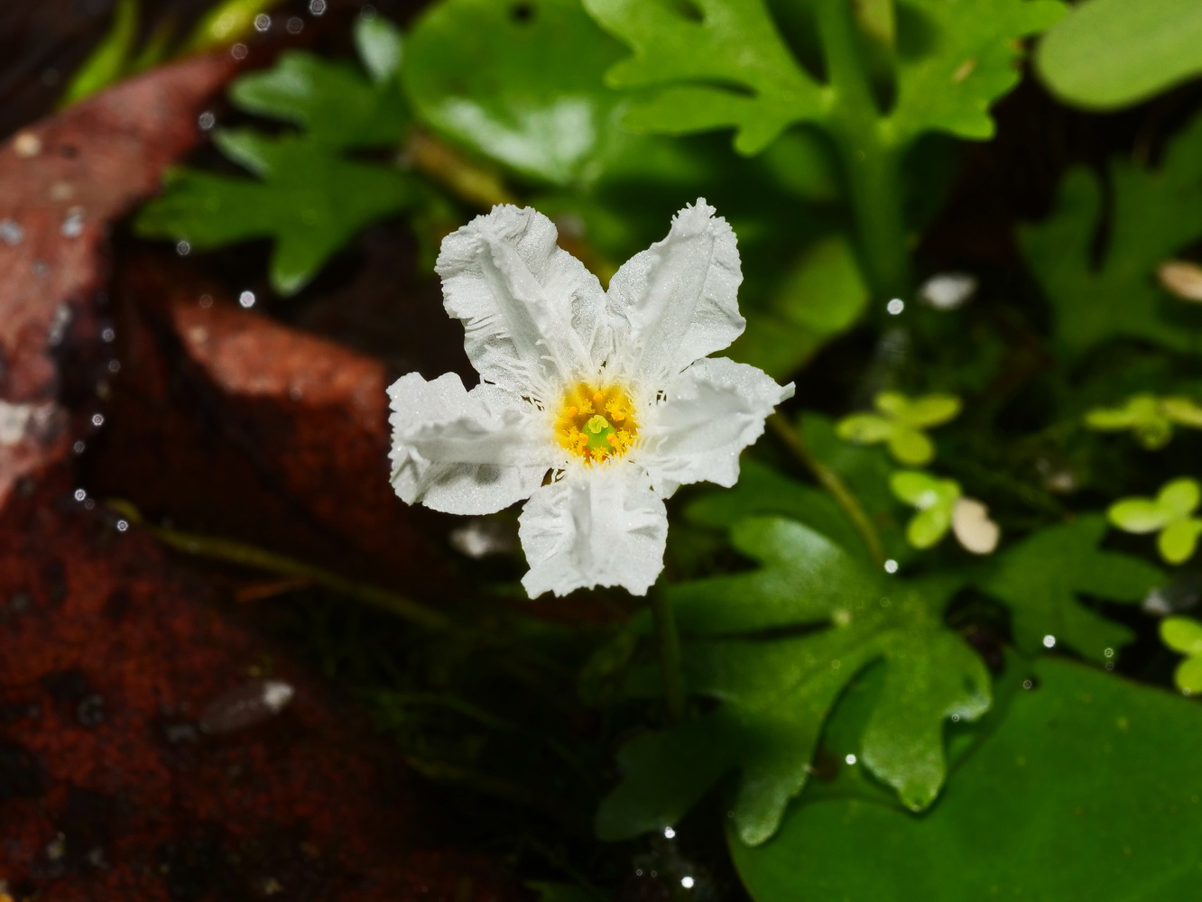 龍骨瓣莕菜