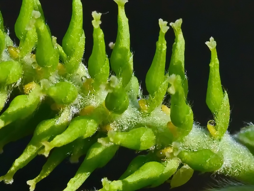 水社柳雌花蜜珠   蔡德輝攝
