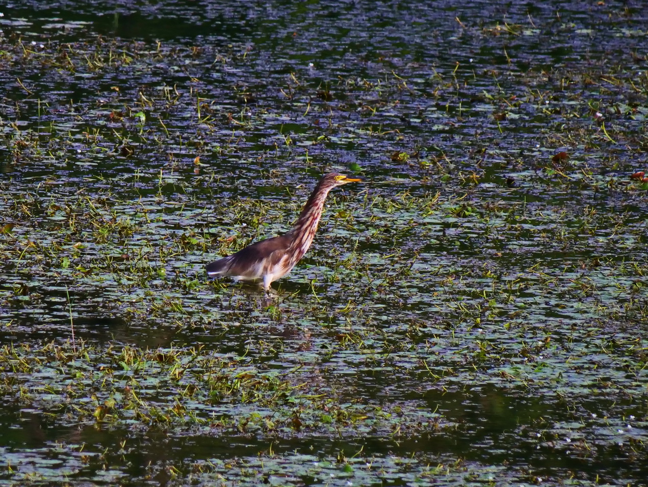 池鷺成鳥(非繁殖期)