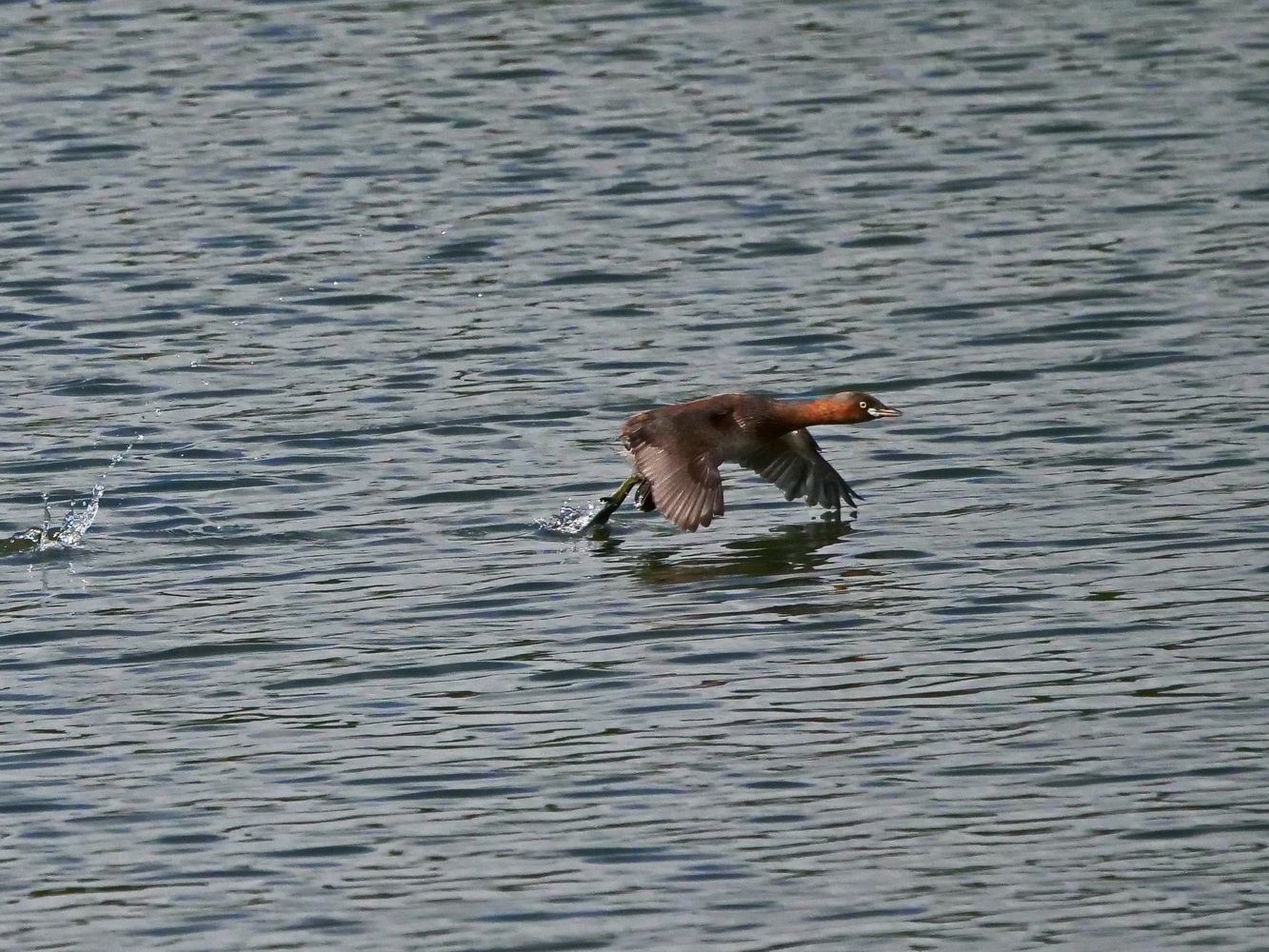 小鷿鷈在水面奔跑