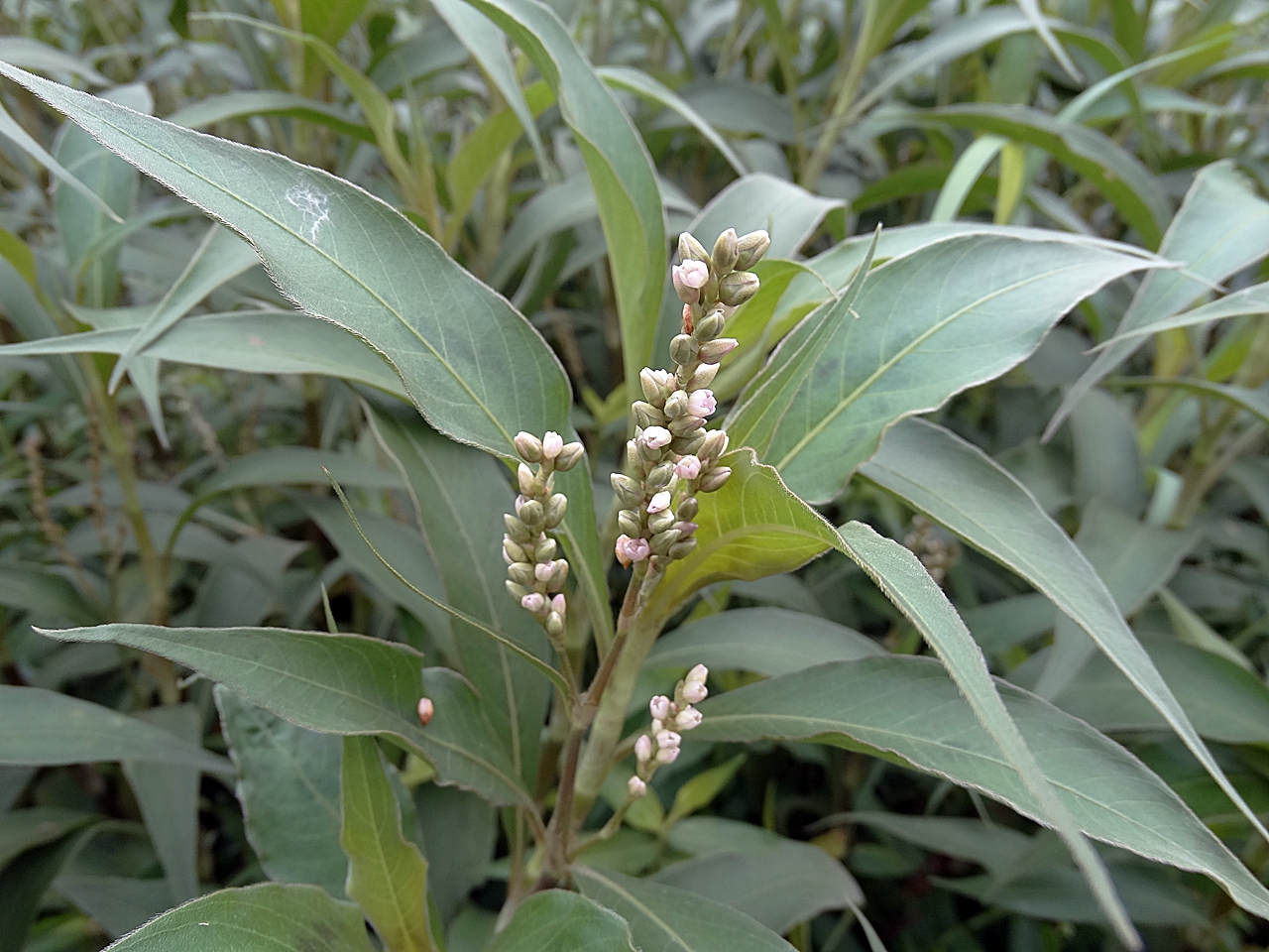 絨毛蓼植株近拍